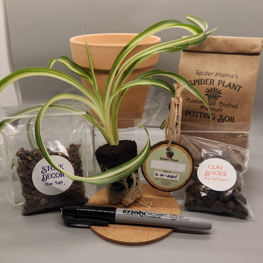 Spider Baby Plant Adoption Kit